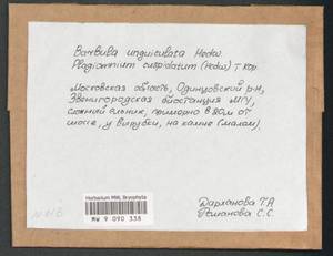 Barbula unguiculata Hedw., Bryophytes, Bryophytes - Moscow City & Moscow Oblast (B6a) (Russia)