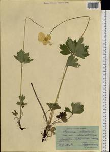 Anemone sylvestris L., Siberia, Baikal & Transbaikal region (S4) (Russia)