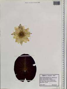 Nymphaea candida C. Presl, Siberia, Western Siberia (S1) (Russia)