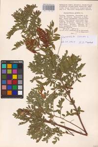 Glycyrrhiza glabra L., Eastern Europe, Lower Volga region (E9) (Russia)