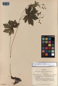 KUZ 000 200, Geranium albiflorum Ledeb., Siberia, Altai & Sayany Mountains (S2) (Russia)