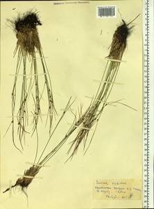 Oreojuncus trifidus (L.) Záv. Drábk. & Kirschner, Siberia, Altai & Sayany Mountains (S2) (Russia)