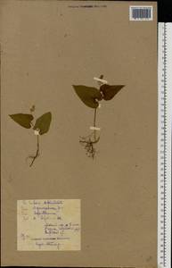 Maianthemum bifolium (L.) F.W.Schmidt, Eastern Europe, Belarus (E3a) (Belarus)