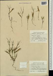 Lathyrus sphaericus Retz., Crimea (KRYM) (Russia)