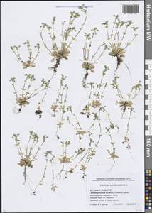 Cerastium semidecandrum L., Eastern Europe, North-Western region (E2) (Russia)