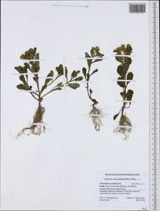 Senecio leucanthemifolius, Western Europe (EUR) (Italy)
