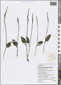 Ophioglossum petiolatum Hook., South Asia, South Asia (Asia outside ex-Soviet states and Mongolia) (ASIA) (Vietnam)