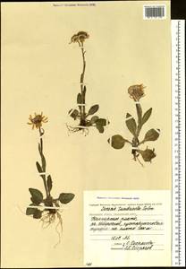 Tephroseris integrifolia subsp. tundricola (Tolm.) B. Nord., Siberia, Chukotka & Kamchatka (S7) (Russia)