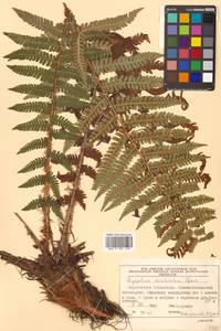 Dryopteris crassirhizoma Nakai, Siberia, Russian Far East (S6) (Russia)