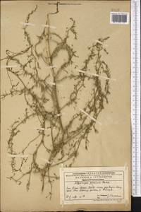 Asparagus persicus Baker, Middle Asia, Western Tian Shan & Karatau (M3) (Kazakhstan)