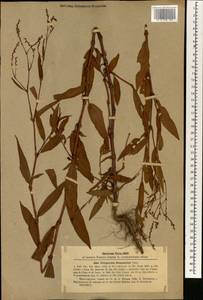 Persicaria bungeana (Turcz.) Nakai ex Mori, South Asia, South Asia (Asia outside ex-Soviet states and Mongolia) (ASIA) (China)