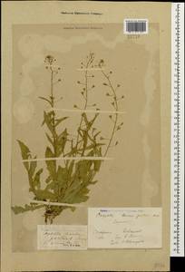 Capsella bursa-pastoris (L.) Medik., Caucasus, Stavropol Krai, Karachay-Cherkessia & Kabardino-Balkaria (K1b) (Russia)