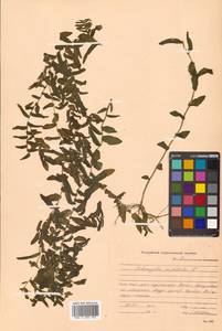 Potamogeton perfoliatus L., Siberia, Russian Far East (S6) (Russia)