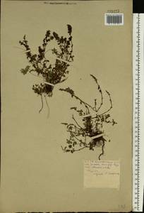 Thymus pulegioides L., Eastern Europe, Belarus (E3a) (Belarus)