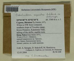 Lewinskya rupestris (Schleich. ex Schwägr.) F. Lara, Garilleti & Goffinet, Bryophytes, Bryophytes - Asia (outside ex-Soviet states) (BAs) (Cyprus)