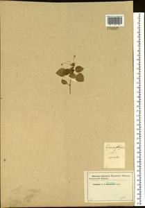 Circaea alpina L., Eastern Europe, Moscow region (E4a) (Russia)