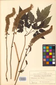 Actaea simplex (DC.) Wormsk. ex Fisch. & C. A. Mey., Siberia, Russian Far East (S6) (Russia)