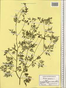 Aethusa cynapium L., Eastern Europe, Central forest-and-steppe region (E6) (Russia)
