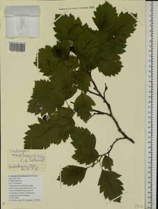 Crataegus maximowiczii C. K. Schneid., Eastern Europe, North-Western region (E2) (Russia)