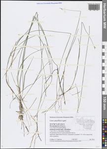 Carex pauciflora Lightf., Eastern Europe, Central region (E4) (Russia)