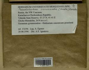 Lescuraea incurvata, Bryophytes, Bryophytes - North Caucasus & Ciscaucasia (B12) (Russia)