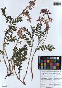 KUZ 001 284, Hedysarum austrosibiricum B.Fedtsch., Siberia, Altai & Sayany Mountains (S2) (Russia)