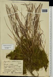 Agrostis stolonifera L., Eastern Europe, Northern region (E1) (Russia)