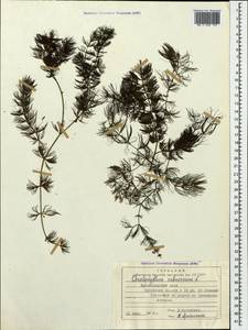 Ceratophyllum submersum L., Caucasus, Krasnodar Krai & Adygea (K1a) (Russia)