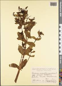 Veronica anagallis-aquatica L., Caucasus, Georgia (K4) (Georgia)