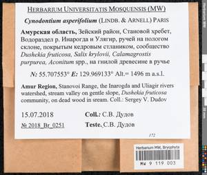 Cynodontium asperifolium (Lindb. ex Arnell) Paris, Bryophytes, Bryophytes - Russian Far East (excl. Chukotka & Kamchatka) (B20) (Russia)