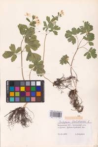 Isopyrum thalictroides L., Eastern Europe, Moldova (E13a) (Moldova)