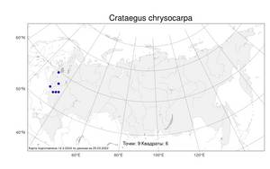 Crataegus chrysocarpa Ashe, Atlas of the Russian Flora (FLORUS) (Russia)