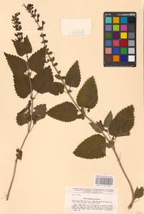 MHA 0 155 303, Scutellaria altissima L., Eastern Europe, Central forest-and-steppe region (E6) (Russia)