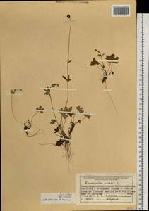 Ranunculus nivalis L., Siberia, Central Siberia (S3) (Russia)