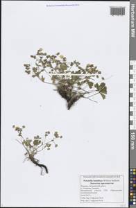 Potentilla humifusa Willd. ex D. F. K. Schltdl., Eastern Europe, Middle Volga region (E8) (Russia)