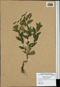 Camelina microcarpa Andrz. ex DC., Eastern Europe, Central region (E4) (Russia)