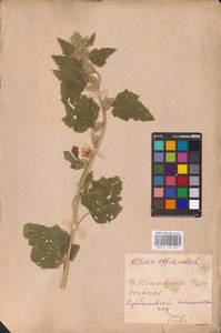 Althaea officinalis L., Eastern Europe, Middle Volga region (E8) (Russia)