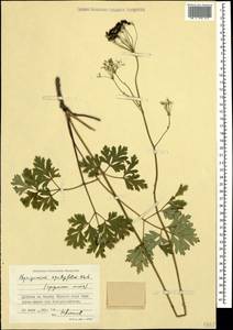 Physospermum cornubiense (L.) DC., Caucasus, Black Sea Shore (from Novorossiysk to Adler) (K3) (Russia)