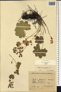 Alchemilla rhiphaea Juz., Eastern Europe, Eastern region (E10) (Russia)