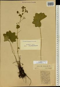 Alchemilla leiophylla Juz., Eastern Europe, Eastern region (E10) (Russia)