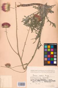 Jurinea cretacea Bunge, Eastern Europe, Lower Volga region (E9) (Russia)