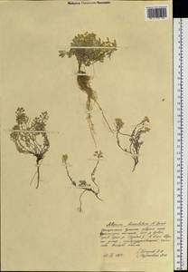 Odontarrhena obovata C. A. Mey., Siberia, Chukotka & Kamchatka (S7) (Russia)