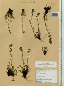 Artemisia furcata M. Bieb., Siberia, Central Siberia (S3) (Russia)