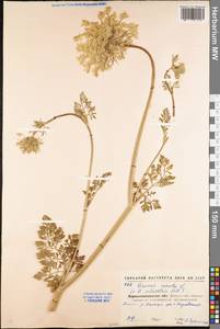 Daucus carota L., Eastern Europe, North Ukrainian region (E11) (Ukraine)