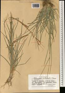 Heteropogon contortus (L.) P.Beauv. ex Roem. & Schult., South Asia, South Asia (Asia outside ex-Soviet states and Mongolia) (ASIA) (Afghanistan)