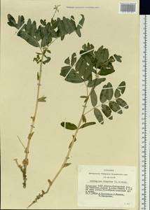 Astragalus frigidus (L.) A. Gray, Siberia, Altai & Sayany Mountains (S2) (Russia)