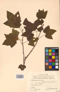 Ribes latifolium Jancz., Siberia, Russian Far East (S6) (Russia)