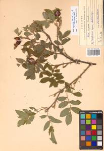 Rosa davurica × rugosa, Siberia, Russian Far East (S6) (Russia)