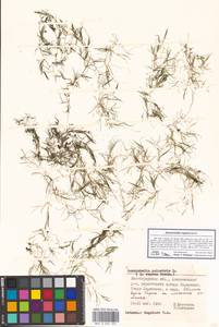 Zannichellia palustris L., Eastern Europe, Lower Volga region (E9) (Russia)