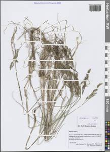 Festuca rubra L., Siberia, Russian Far East (S6) (Russia)